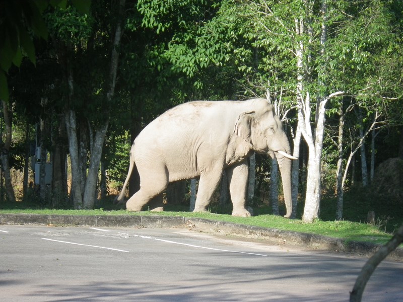 Elefant im Khao Yai Nationalpark