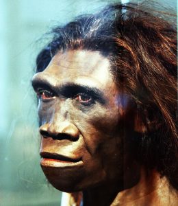 Rekonstruktion eines weiblichen Homo-erectus-Kopfes.