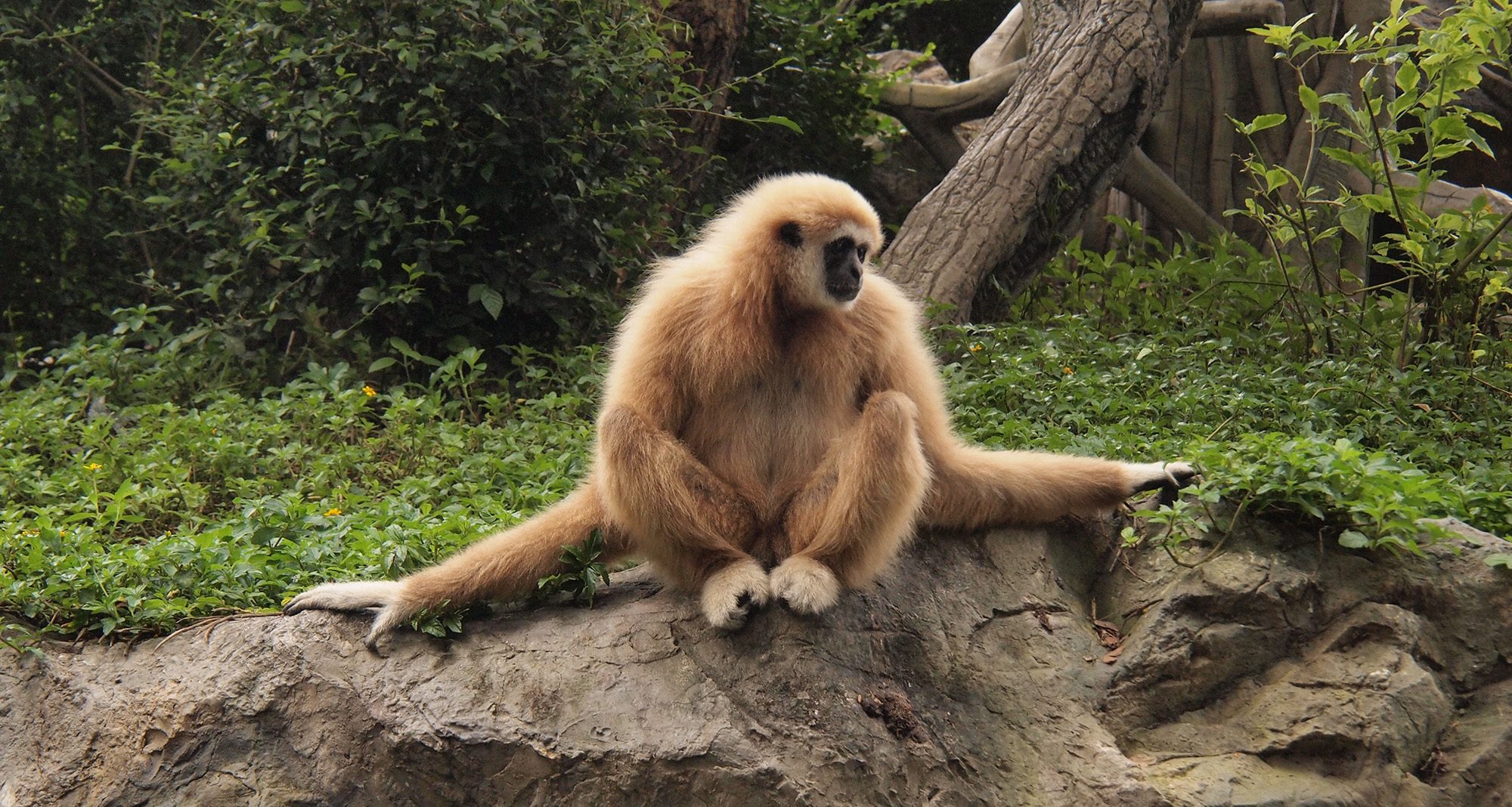 Gibbon in Chiang Mai (Foto: Wikimedia Commons, Ladislav Kral)